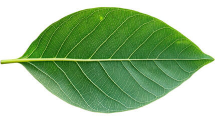 Obraz premium Close-up of a vibrant green leaf with intricate veins.
