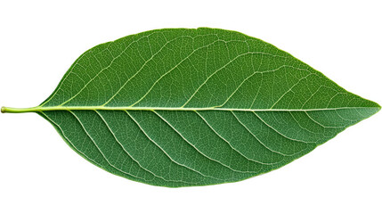 Obraz premium A close-up of a green leaf with visible veins.