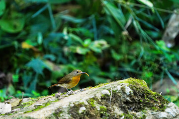 Hill Blue Flycatcher (Cyornis whitei) female on rock birdwatching in the forest. 