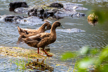 Ducks at Glencoe Lochan trail Scotland