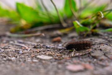 Eine kleine Raupe