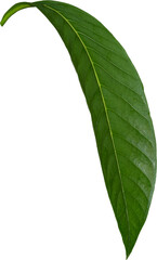 Obraz premium Green leaf texture on transparent background, PNG