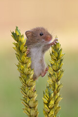 Harvest Mouse (Micromys minitus) on ears of wheat