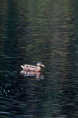 Glencoe Lochan trail Scotland