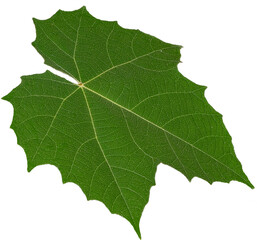 Green leaf texture on transparent background, PNG