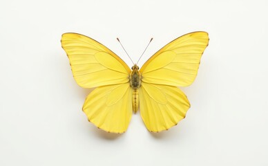 yellow butterfly flying, butterfly isolated on white background, butterfly, insect, dragonfly