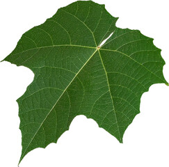 Green leaf texture on transparent background, PNG
