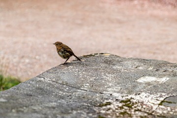 Knockan Crag National Nature Reserve Scotland