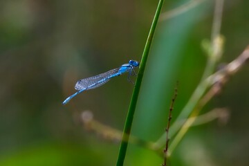 Closeup of a Common Blue Damselfly resting on the green stem on the blurry background