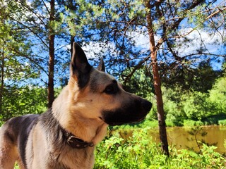 Dog German Shepherd in forest in summer day. Russian eastern European dog veo