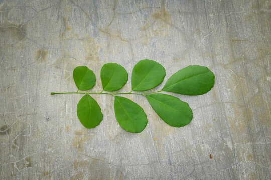 Sono keling leaf, Indian rosewood, Bombay blackwood, Javanese palisander, Palisandre de l'Inde, Sonobrit, Sonosungu, green leaf