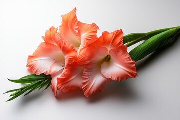 A single Gladiolus flower on a white background, emphasizing the elegance of its petals