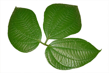 Fototapeta premium Green leaf texture on isolated white background