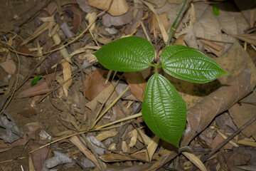 Gadung plant (Dioscorea hispida) is a bulbous plant