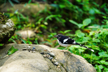 Black-backed Forktail on rock birdwatching in the forest. 
