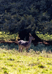 Levens Hall country park in the Lake District