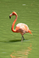 Flamant rose