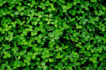 Nahaufnahme von grünem Klee