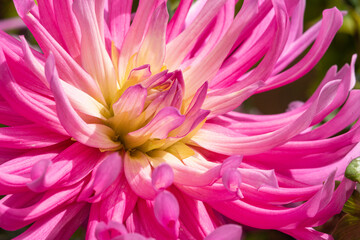 dahlia rose
