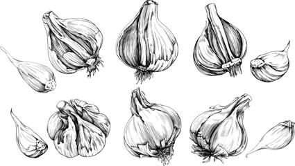 Black and white engraved ink art vegetable collection. Hand drawn garlic isolated illustration element on white background set.