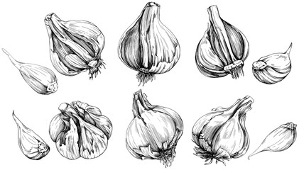 Black and white engraved ink art vegetable collection. Hand drawn garlic isolated illustration element on white background set.