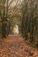 Silhouette d'un couple se promenant dans la foret	
