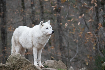 Loup blanc dans la forêt