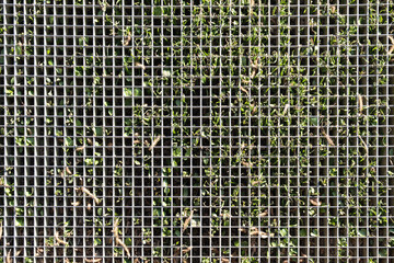 Grille envahit par l'herbe