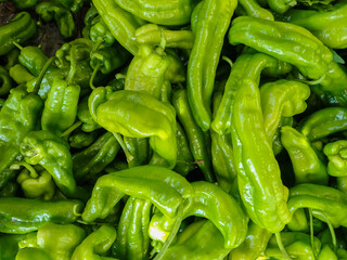 Green bell pepper plantation with plastic film placed over the ground, Sweet pepper plant in a farmer's field, paprika, bell pepper in greenhouse or glasshouse, in state Jijel Algeria, North Africa.