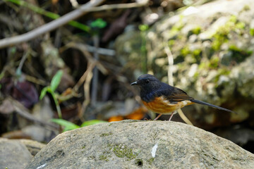 White-rumped shama on rock birdwatching in the forest. 