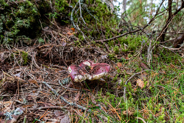 Mushrooms, Loch Garten in the Cairngorms Scotland