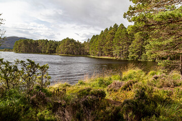 Loch Garten in the Cairngorms Scotland