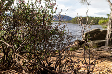 Loch Garten in the Cairngorms Scotland