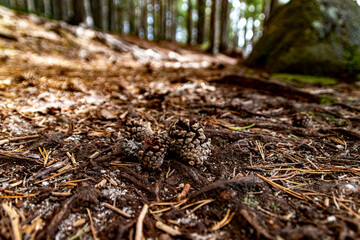 Loch Garten in the Cairngorms Scotland