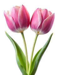 pink tulips isolated on a transparent background.