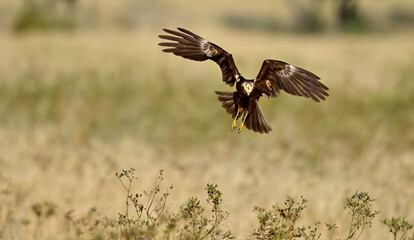 Rohrweihe - Weibchen // Western marsh harrier - female (Circus aeruginosus) 