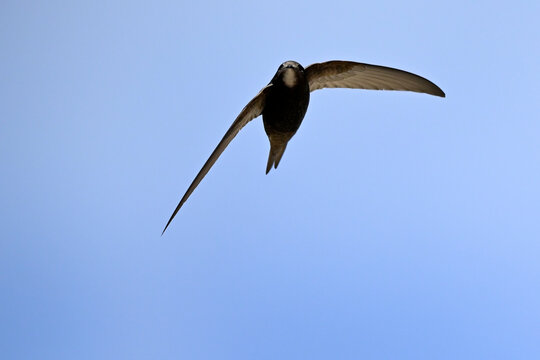  Common Swift // Mauersegler (Apus apus) 