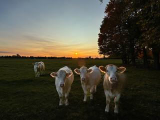 Golden Hour Gaze: Cows in the Sunset
