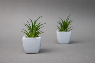 two identical small plants in white pots on a gray background