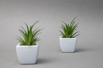 Obraz premium two artificial plants, blurred foreground, comparison, focus
