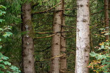 Stämme von Nadelbäumen im Wald