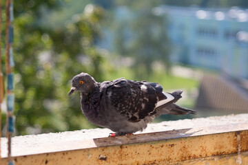 Dove Columbidae popular city bird
