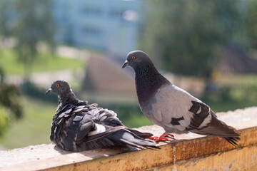 Dove Columbidae popular city bird