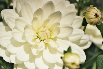 Yellow Dahlia flower background 