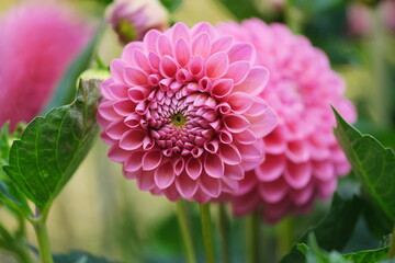Pink Dahlia flowers background.