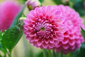 Pink Dahlia flowers background.
