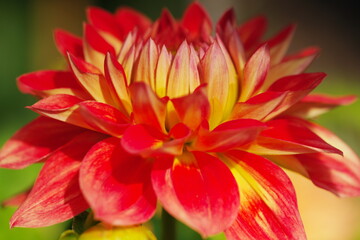 Red and yellow flower Dahlia background
