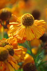 Sunset and yellow flowers in the garden