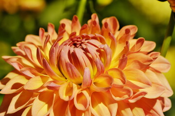 Obraz premium Orange dahlia flower background.