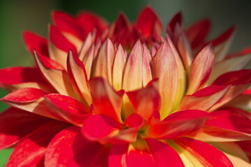 Fototapeta premium Close up of a Dahlia flower. 